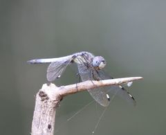Palpopleura deceptor