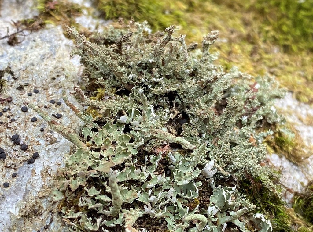 Smoothfooted Powderhorn from Blue Ridge Pkwy, Craggy Gardens Visitor