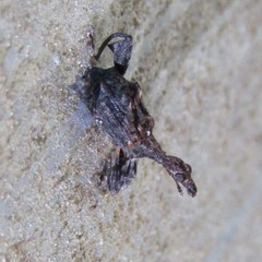 Stephanorhynchus lawsoni