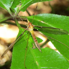 Leptotarsus albistigma