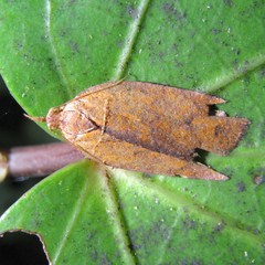 Planotortrix