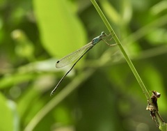 Indolestes tenuissimus
