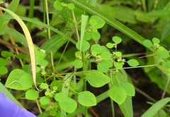 Euphorbia ocymoidea