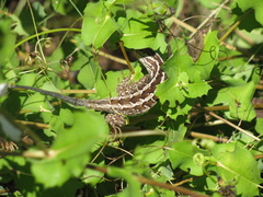 Liolaemus schroederi