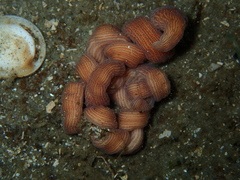 Baseodiscus delineatus