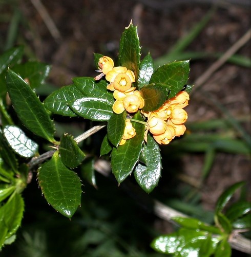 Berberis serratodentata, photograph 3