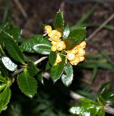 Berberis serrato-dentata