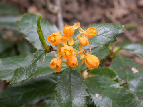 Berberis serratodentata, photograph 4