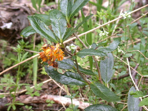 Berberis serratodentata, photograph 5