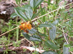 Berberis serrato-dentata