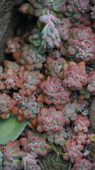 Echeveria amoena