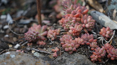 Echeveria amoena