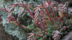 Echeveria amoena