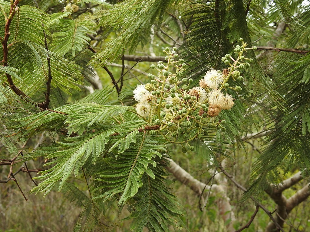 Lysiloma auritum