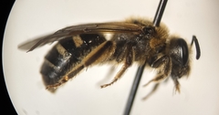 Lasioglossum pacificum