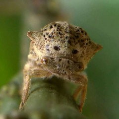 Metcalfiella pertusa