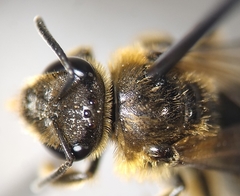 Lasioglossum pacificum