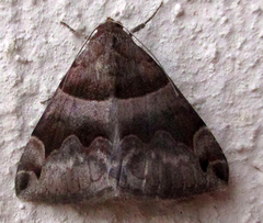Dysgonia angularis
