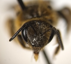 Lasioglossum pacificum