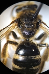 Lasioglossum pacificum