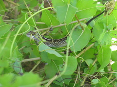 Liolaemus schroederi