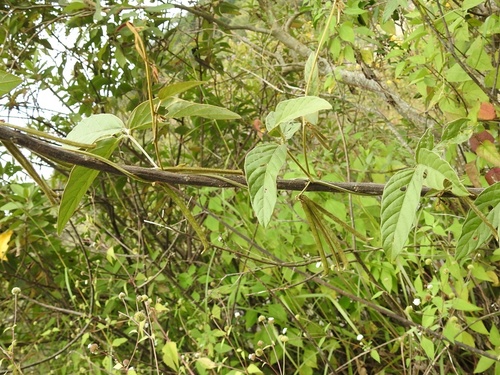 Cresta de gallo blanco (Teramnus uncinatus)