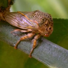 Metcalfiella pertusa
