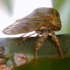 Metcalfiella pertusa