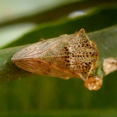Metcalfiella pertusa