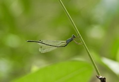 Indolestes tenuissimus