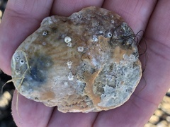 Pododesmus macrochisma