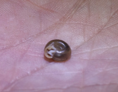 Daedalochila mooreana