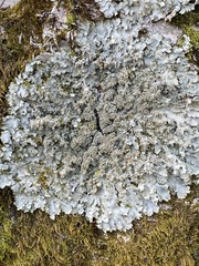 Punctelia appalachensis