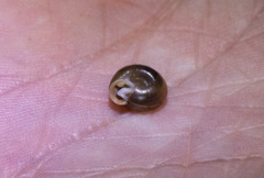 Daedalochila mooreana