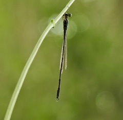 Indolestes tenuissimus