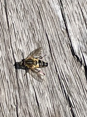 Helophilus eristaloidea