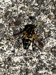 Helophilus eristaloidea