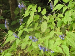 Salvia connivens