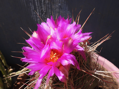 Thelocactus bicolor