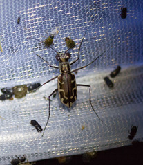 Ellipsoptera sperata