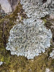 Punctelia appalachensis