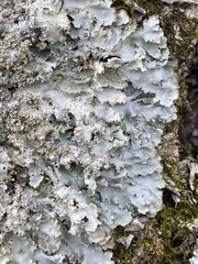 Punctelia appalachensis