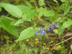 Salvia connivens