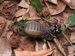 Thelyphonus sepiaris