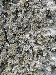 Punctelia appalachensis