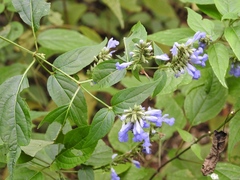 Salvia connivens