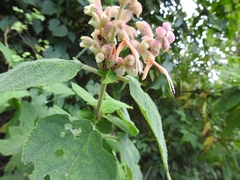 Salvia lasiantha