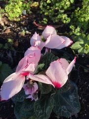 Cyclamen