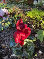 Cyclamen