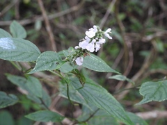 Salvia connivens